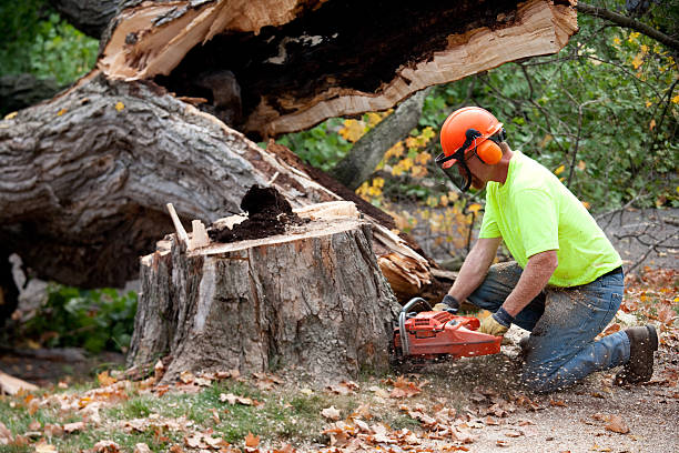 Best Tree Disease Treatment  in Brooksville, FL